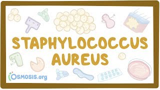 Staphylococcus aureus [upl. by Hueston]