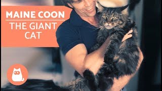 MAINE COON – Characteristics Character and Care [upl. by Ecirehs]