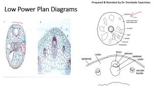 Tips for Microscopy Drawings in paper 3 [upl. by Hamlin]