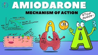 Amiodarone Mechanism of Action  How Amiodarone works  Amiodarone pharmacology and side effects [upl. by Orva]