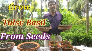 How to grow Tulsi or Basil from Seeds at Home [upl. by Asoj]