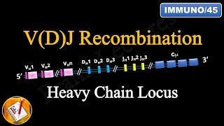 VDJ Recombination PART 2  Ig Heavy Chain Locus FLImmuno45 [upl. by Thorny]