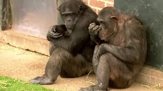 4 Things You Didnt Know about Chimps  BBC Earth [upl. by Ikairik]