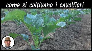 COLTIVAZIONE DEL CAVOLFIORE trucchi e segreti [upl. by Marlee306]