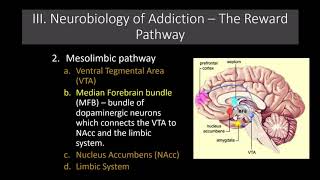 Lecture 11 The Neurobiology of Addiction The Reward Pathway [upl. by Paulsen]