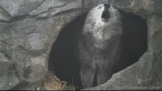 Black Wolf Howls to the Thunder [upl. by Devad]