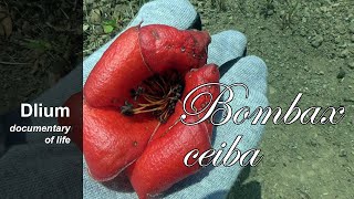 Red cotton tree Bombax ceiba  part 2 [upl. by Trinl]