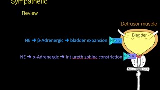 Urinary System Part 1 Crash Course Anatomy amp Physiology 38 [upl. by Notneb]