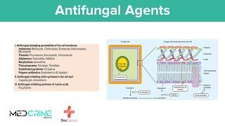 Antifungal drugs Pharmacology Classifications Examples Mechanism of action and Side effects [upl. by Claresta]