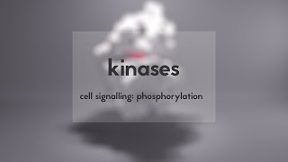 Cell signalling kinases amp phosphorylation [upl. by Nwotna]