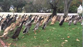 Indian Running Ducks  amazing scenes from a wine farm in South Africa [upl. by Yetty]