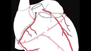 Coronary circulation of the heart [upl. by Ahsilif]