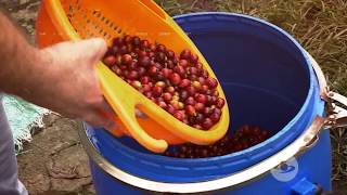 Fermentación anaeróbica del café  La Finca de Hoy [upl. by Eleik]