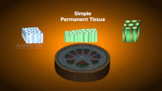 Plant Tissues  Class 9 Tutorial [upl. by Hoopes]