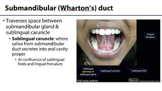 Parotid and Submandibular Triangle LO  Submandibular Gland [upl. by Nnahsal376]