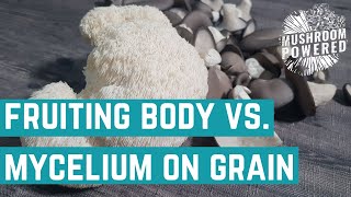 Fruiting Body Vs Mycelium On Grain [upl. by Francene]