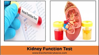 Kidney Function Tests Biochemistry  Renal Function Tests [upl. by Imled699]