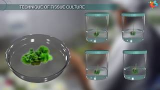 Tissue Culture [upl. by Alicsirp565]