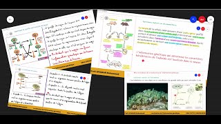 1Localisation de linformation génétique 2BAC PCSVT1SM [upl. by Neeruam]