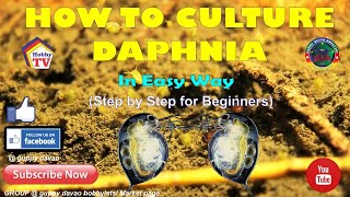 HOW TO CULTURE DAPHNIA In Easy Way [upl. by Dreddy665]