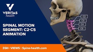 Spinal Motion Segment C2C5 Animation [upl. by Vida]