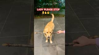 Drop it failsjunior goldenretriever happy dropit love cuteshortsviral shorts trending [upl. by Enilecram]