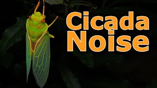 Cicadas Bug Noise Nature Ambient Sound  ASMR Australia [upl. by Nnylkoorb269]