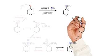 Imine and Enamine Formation [upl. by Klute719]