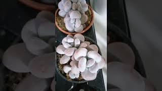 pachyphytum momobijin satışta [upl. by Sum928]