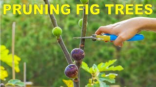 Pruning Fig Trees For Dormancy Winter Storage And Maximum Production [upl. by Joane]