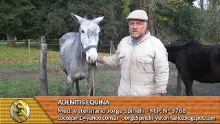 Dr Spinelli  Adenitis Equina [upl. by Theodoric]