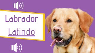 Labrador Latindo BRAVO  Latindo alto [upl. by Yrrah]