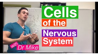 Cells of the Nervous System Neurons and Glia [upl. by Eiltan]