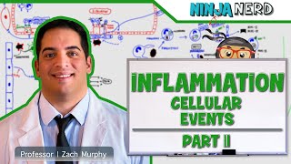 Immunology  Inflammation Cellular Events Part 2 [upl. by Oaht]