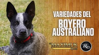 ✅🐕 Pastor Ganadero Australiano Características  Rysol TV [upl. by Etteiram]