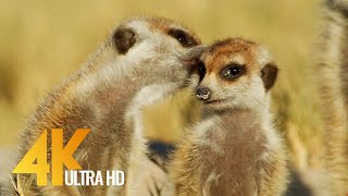 Meerkats amp Squirrels from the Kalahari Desert  4K Wildlife Documentary Film with Narration [upl. by Blunk]