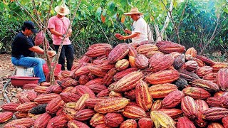 Cocoa Fruit Harvesting  Cocoa bean Processing  Cocoa Processing To Make Chocolate in Factory [upl. by Ralli]