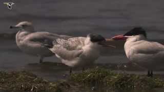 Caspian Tern [upl. by Airamahs]