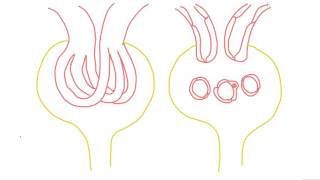 Mesangial cells  anatomy and function [upl. by Tierney]