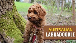 Australian Labradoodle Dog Owners Best Guide [upl. by Ailene]