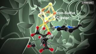 Biological Catalysts Enzymes Explained [upl. by Mccormac532]