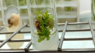 Plant Tissue Culture in 3 minutes [upl. by Ativak]