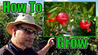 How To Grow An Abundance Of Pomegranates At Home  Gardening Tips That Work [upl. by Ellehcil189]