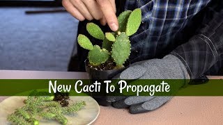 Growing Cuttings from Opuntia and Cholla Cactus [upl. by Eadmund]