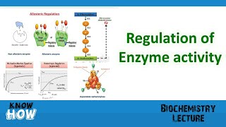 Regulation of enzyme activity [upl. by Rind154]