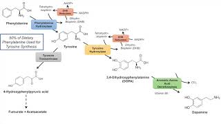 Catecholamine Biosynthesis Pathway [upl. by Damas]