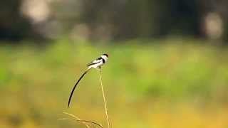 Pintailed WhydahSingapore [upl. by Andonis]