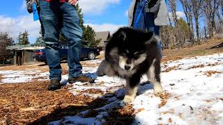 Meet Yeti a Finnish Lapphund [upl. by Ynitsed]