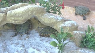 faca um laguinho terrario para criar tartaruguinha aquatica [upl. by Aleek]