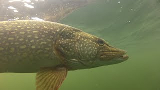 How to catch big pike and perch with Matt Hayes [upl. by Garrity392]